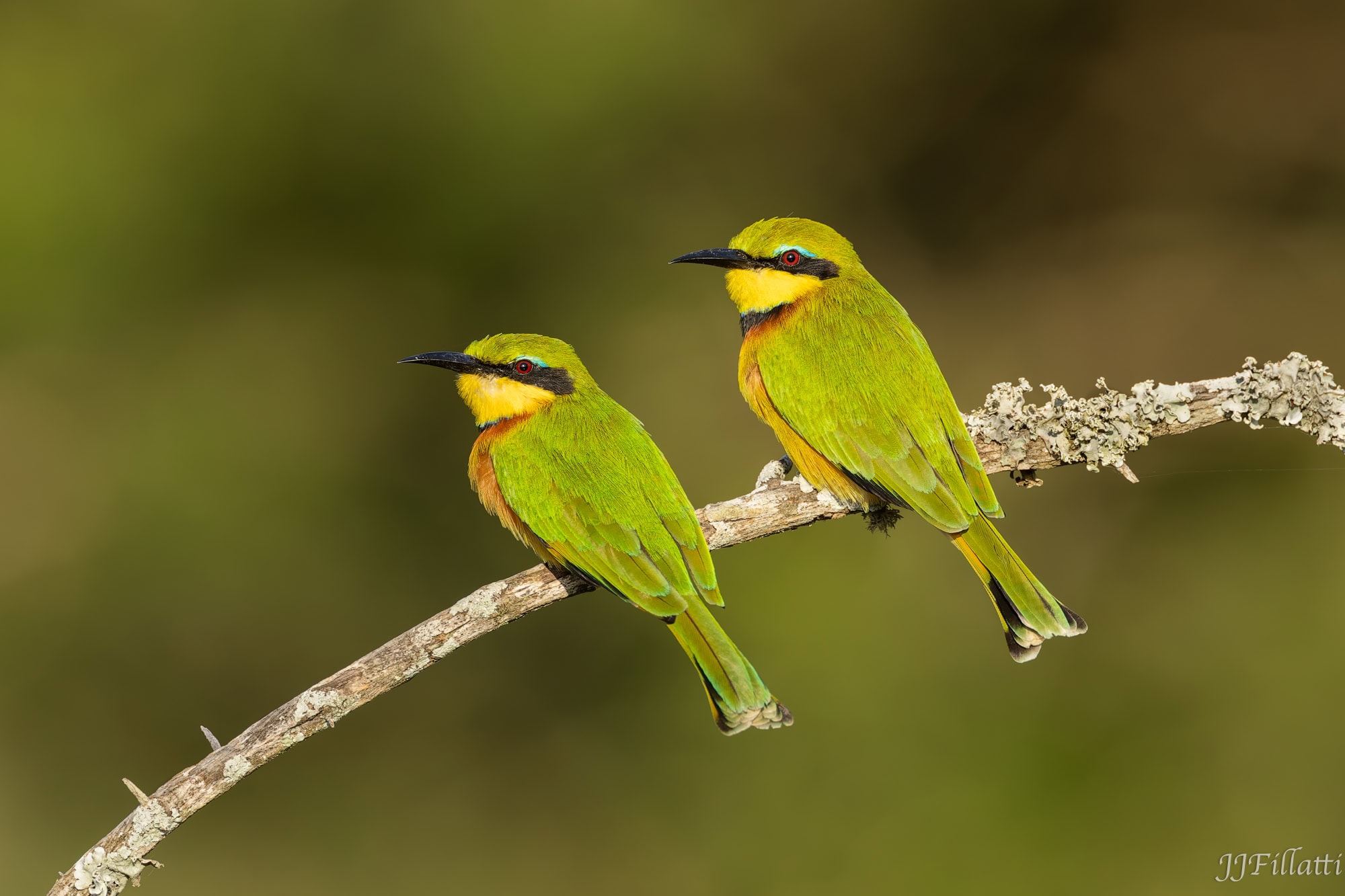 wildlife of Zimanga image 8